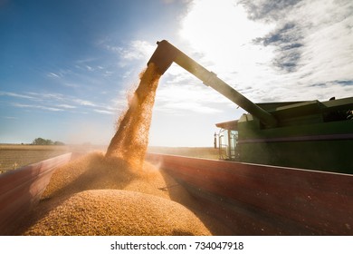 Pouring corn grain into tractor trailer after harvest - Shutterstock ID 734047918