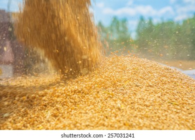 10,753 Corn pouring Images, Stock Photos & Vectors | Shutterstock