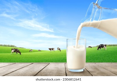 Pouring fresh milk from pitcher into the glass with grass field and cows background. - Powered by Shutterstock
