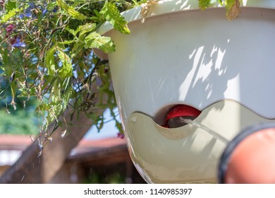 Pouring A Hanging Basket With Water Storage In Flowerpot