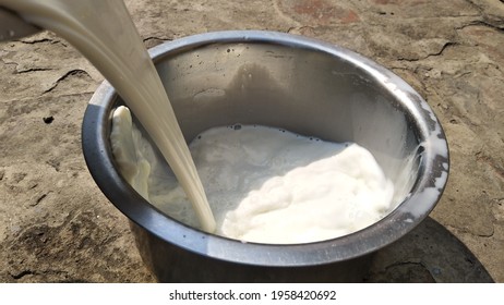 Pouring Milk Into A Stainless Steal Plant