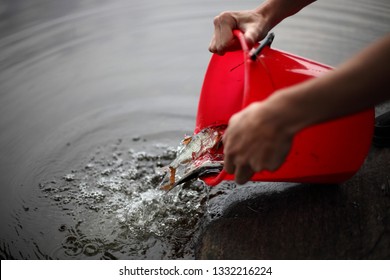 Pouring Out Small Fish From A Bucket. Releasing Caught Fish Back Into The Water.