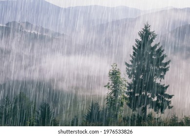 Pouring rain over the green summer Carpathian foggy mountain hills. Rainy weather. Spruce trees in front of a mountain range.