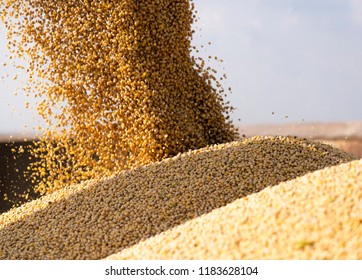 Pouring Soy Bean Grain Into Tractor Trailer After Harvest