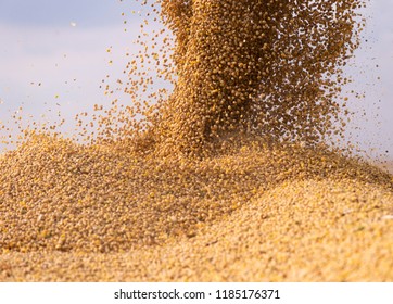 Pouring Soy Bean Grain Into Tractor Trailer After Harvest