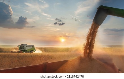Pouring soy bean grain into tractor trailer after harvest at field