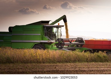 Pouring Soy Bean Into Tractor Trailer After Harvest