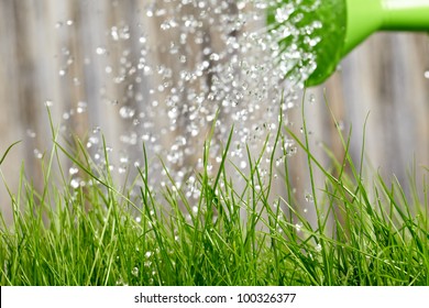 Pouring From Watering Can On Grass Water