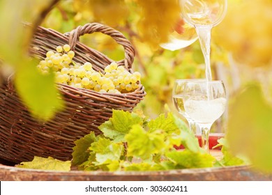 Pouring white wine into a glass outdoor .Autumn vineyard in a background.Shallow doff, sunset light