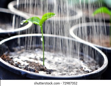 Pouring a young plant from a watering can - Shutterstock ID 72987352