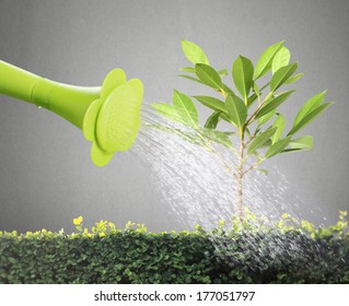 Pours On Seedling, Watering Young Tree 