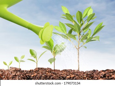 Pours On Seedling, Watering Young Tree 