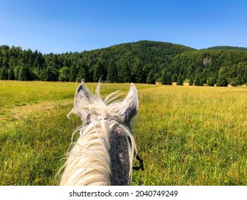 A POV Of A Big Beautiful Grassy Field With Forested Mountains From The Horseback Rider’s Perspective