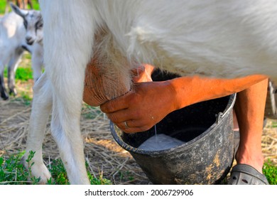 POV Of A Dairy Farmer Hands Milking Goat. Farmer Milking A Goat On A Dairy Farm. The Owner Milking His Goat On A Dairy Farm