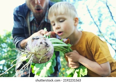 POV Family Picking Seasonal Vegetables Turnips From Local Garden. Father And Son Harvesting Crops Together. Sustainable Living, Permaculture, Homesteading.