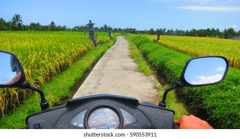 POV Frontal Point Of View Riding Scooter / Motorbike Through Bali Rice Fields 