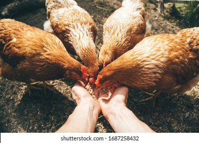 POV image of female hands feeding red hens with grain, poultry farming concept 