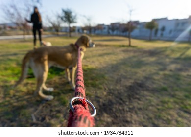 POV From Leash Of A Dog And Owner