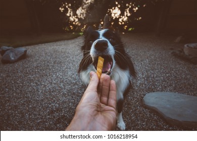 Pov Moment With Border Collie Dog Getting Some Food