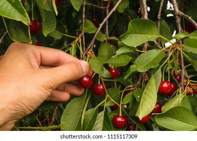 POV - Picking Fresh Organic Sour Cherries Hanging In The Montmorency Cherry Tree.
