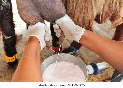 POV (point Of View) Of A Dairy Farmer Hands Milking Of Goat Milk In A A Goats Farm. 