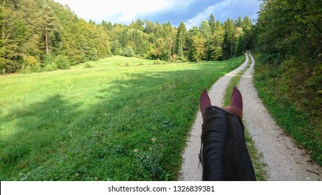 POV: Riding A Brown Haired Horse Down An Empty Dirt Road Leading Past A Tranquil Meadow In The Woods. Scenic First Person View Of The Forest While Riding A Muscular Stallion Along An Empty Path.