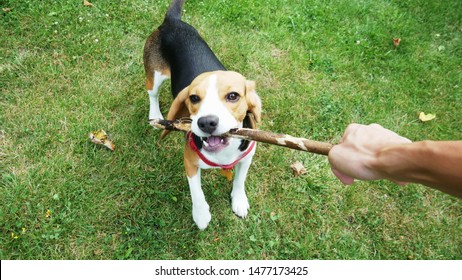 POV shot: Happy beagle dog playing with wooden stick during the evening walk. Dog training. Mans best friend - Shutterstock ID 1477173425