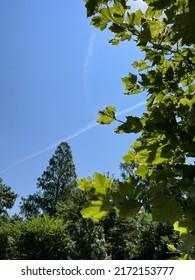 POV Of Sunny Day And Blue Sky Under The Shades Of Tree. Rocket Line In The Sky. Contrails. 