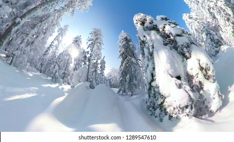 POV, VR 360, LENS FLARE: Bright Winter Sunshine Peering Through The Snowy Spruce Trees While Snowboarding Through The Untouched Forest In The Beautiful Alps. Idyllic Shot Of A Pristine White Forest.