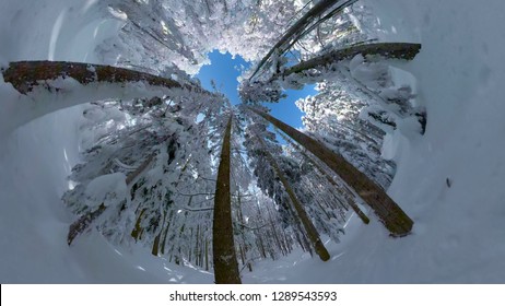 POV VR 360: Riding Through The Pristine Coniferous Forest In The Picturesque Alps Covered In Fresh Snow. Tall Snowy Pine Trees Tower Above You As You Snowboard Off Piste And Shred The Deep Powder Snow