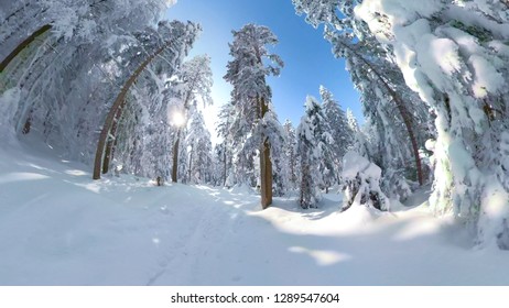 POV VR360: Shredding The Fresh Pristine White Snow While Snowboarding Through Idyllic Snowy Forest. Cool First Person View Of Freeride Snowboarding Past The Dangerous Spruce Trees In The Backcountry.