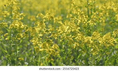 Pov Walking Through Yellow Flower Blossom Agriculture Field. Warm Sunny Summer Day. Beautiful Flowering Field With Yellow Flowers. Sunny Spring Day. - Powered by Shutterstock