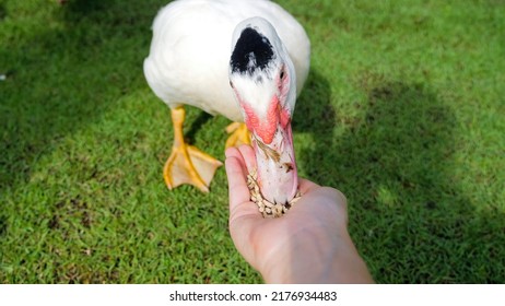 POV Woman Farmer Feeding From Hands With Grain White Duck. Natural Organic Farming Concept. Concept Of Vegan, Vegetarian, Free Range Farm Animals. Close Up. Cute And Adorable Animal. Concept Kindness