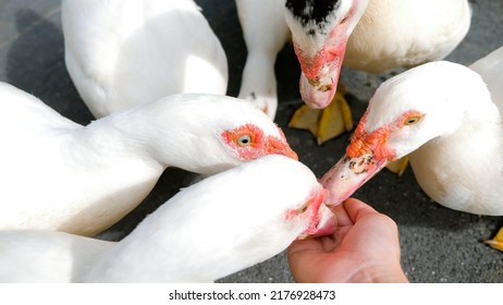 POV Woman Feeds From Her Hand Flock White Muscovy Duck In The Animal Park. The Concept Of Vegan, Vegetarian, Free Range Farm Animals. Close Up. Cute And Adorable Animal. Concept Kindness