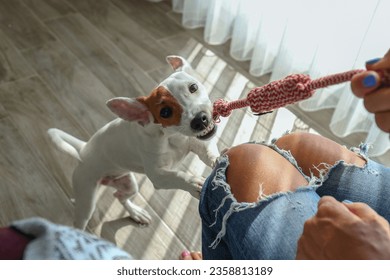 POV, young woman playing tug with funny looking Jack Russell Terrier puppy. Small smooth coated dog with chewing rope for pets at home. Close up, copy space, background. - Shutterstock ID 2358813189