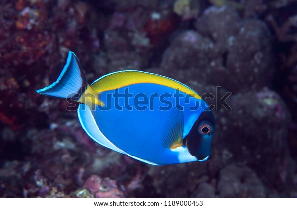 Powder blue surgeon fish with coral reef\
background. Indian Ocean,\
Maldives.