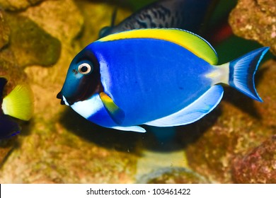 Powder Blue Tang