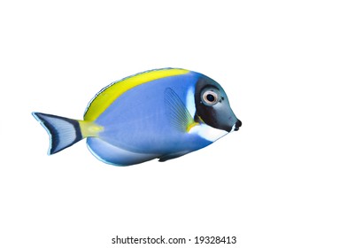 Powder Blue Tang