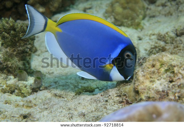 Powder blue tang in the coral\
reef