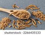 Powder of edible mealworms in wooden spoon on grey granite table. Larvae of Tenebrio molitor as protein ingredients of food.