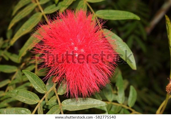 Powder Puff Bush Calliandra Haematocephala Martinique Stock Photo (Edit ...