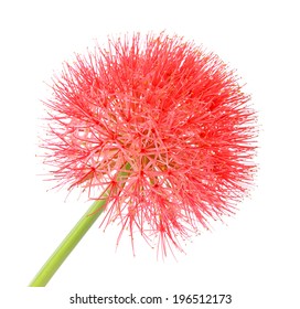 Powder Puff Lily Or Blood Flower Isolated On White Background. 