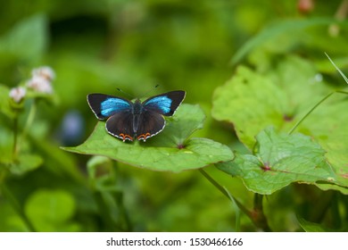 Powdery Green Butterfly In Great Himalayan National Park