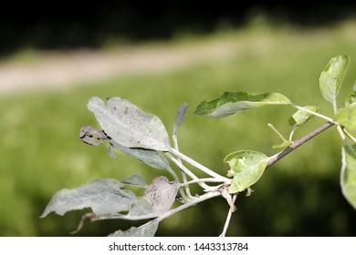 Powdery Mildew Apples Apple Tree Caused Stock Photo (Edit Now) 1443313784