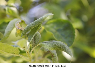 Powdery Mildew Apples Apple Tree Caused 스톡 사진 1443314168 | Shutterstock