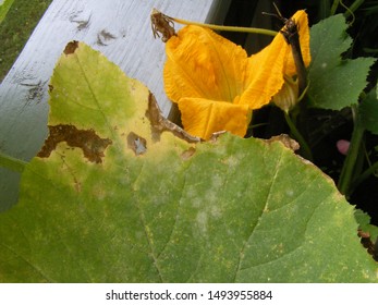 Powdery Mildew Of Cucurbits (Latin Name: Erysiphe Cichoracearum) - Signs Of White Rot On Pumpkin Leaves. Vegetable Leaf Pests, Fungus And Diseases In The Garden. 