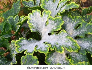 Powdery mildew is a fungal disease that affects a wide range of plants. Zucchini leaves. affected by powdery mildew.