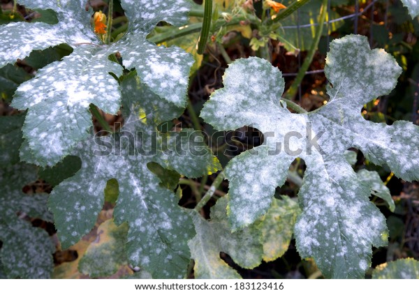Powdery\
mildew, a garden fungus disease, on squash\
leaves
