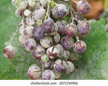 Powdery Mildew Of Grape, Wine Grape Diseases Or Pest, Uncinula Necator