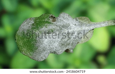 Powdery mildew. Oidium and Powdery mildew of grape. Selective focus. Topic - diseases and pests of fruit trees and grapes, control of plant diseases. Fungal disease of grapes. 